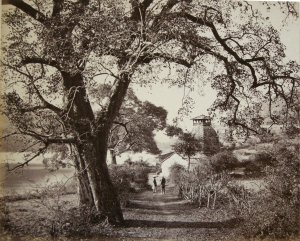 Ancient Hindoo Temple and Pipul Tree - Bheem Tal